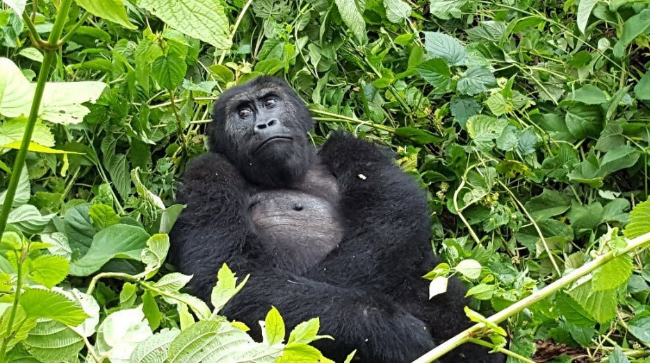 Kahuzi-Biéga National Park